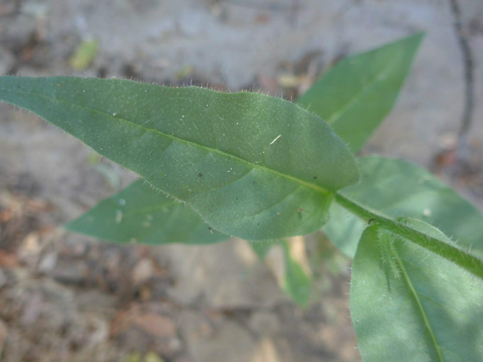 High Resolution Nicotiana quadrivalvis Leaf